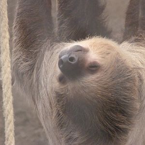 Linnaeus' two-toed sloth -ZooParc de Beauval (2025)