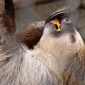 Linnaeus' two-toed sloth -ZooParc de Beauval (2025)