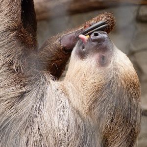Linnaeus' two-toed sloth -ZooParc de Beauval (2025)