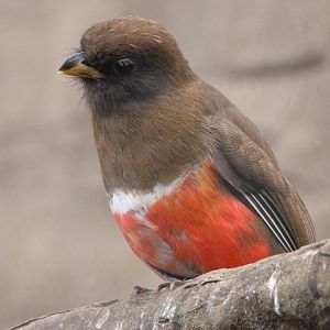 Collared trogon -ZooParc de Beauval (2025)