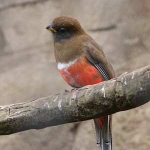 Collared trogon -ZooParc de Beauval (2025)