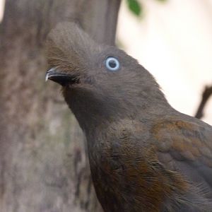 Andean cock-of-the-rock -ZooParc de Beauval (2025)
