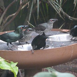 Asian glossy starlings -ZooParc de Beauval (2025)