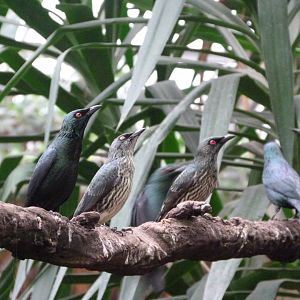 Asian glossy starlings -ZooParc de Beauval (2025)