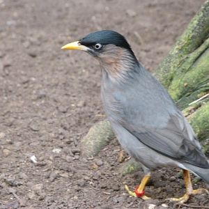 Brahminy starling -ZooParc de Beauval (2025)