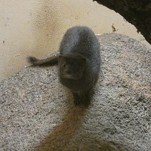 Slender mongoose