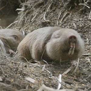Mechow's mole rat