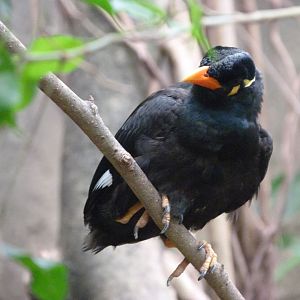 Common hill myna -ZooParc de Beauval (2025)