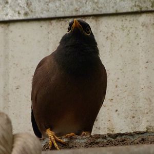 Common myna -ZooParc de Beauval (2025)