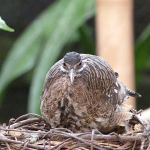 Sunbittern -ZooParc de Beauval (2025)
