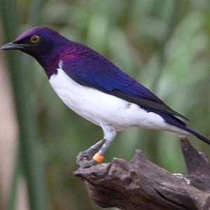 Amethyst starling -ZooParc de Beauval (2025)