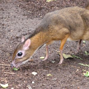 Javan chevrotain -ZooParc de Beauval (2025)