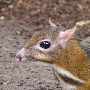 Javan chevrotain -ZooParc de Beauval (2025)