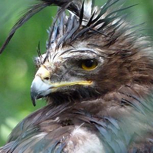 Long-crested eagle -ZooParc de Beauval (2025)