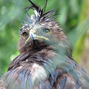 Long-crested eagle -ZooParc de Beauval (2025)