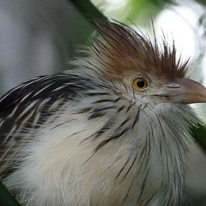 Guira cuckoo -ZooParc de Beauval (2025)