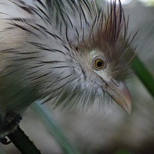 Guira cuckoo -ZooParc de Beauval (2025)