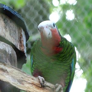 Cuban amazon -ZooParc de Beauval (2025)