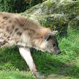 Spotted hyena -ZooParc de Beauval (2025)