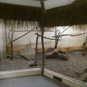Aardvark and Garnett's greater galago enclosure