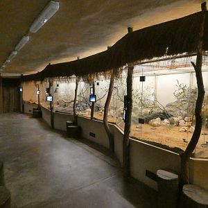 View in Africa night house