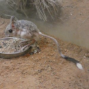 Greater Egyptian jerboa