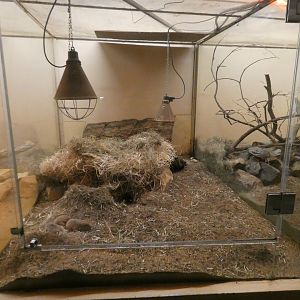 Mechow's mole rat enclosure