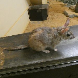 Malagasy giant jumping rat