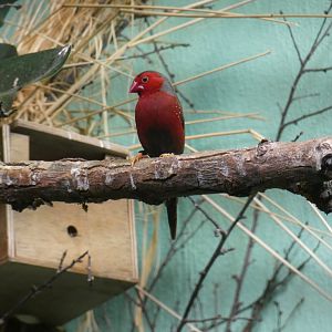 Crimson finch
