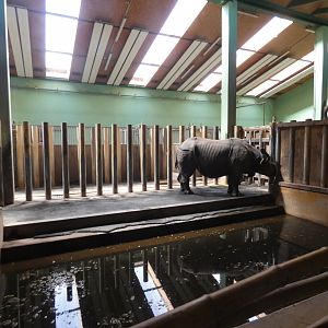 Indian rhinoceros indoor pool