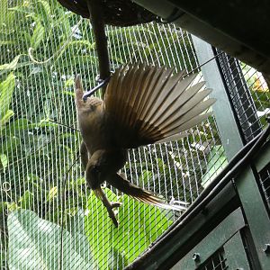 King bird-of-paradise female