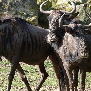 Blue wildebeest -ZooParc de Beauval (2025)