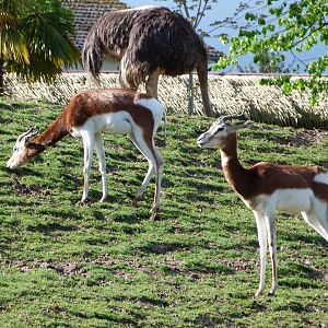Mhorr gazelles -ZooParc de Beauval (2025)