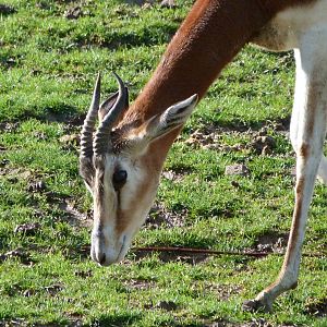 Mhorr gazelle -ZooParc de Beauval (2025)