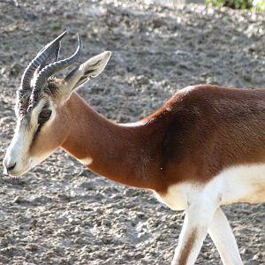 Mhorr gazelle -ZooParc de Beauval (2025)