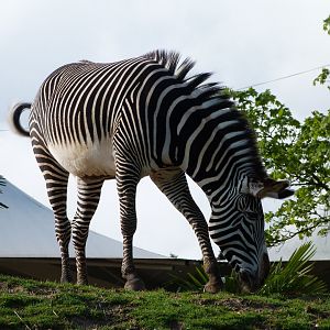 Grevy's zebra -ZooParc de Beauval (2025)