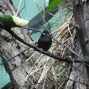 Dusky munia