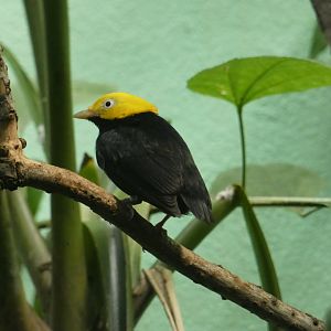 Golden-headed manakin