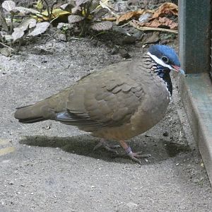 Blue-headed quail-dove