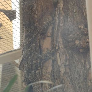 Madagascar velvet gecko