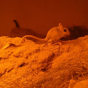 Lesser Egyptian jerboa