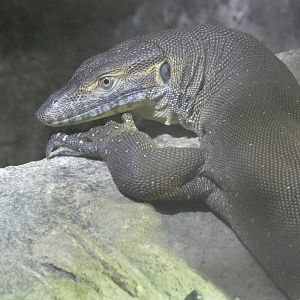 Mertens' water monitor
