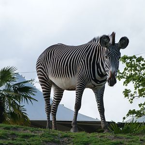 Grevy's zebra -ZooParc de Beauval (2025)