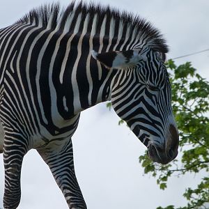 Grevy's zebra -ZooParc de Beauval (2025)