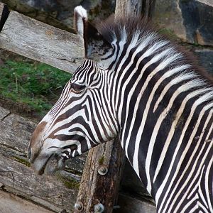 Grevy's zebra -ZooParc de Beauval (2025)