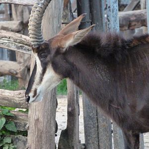 Black sable antelope -ZooParc de Beauval (2025)