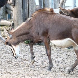 Black sable antelope -ZooParc de Beauval (2025)