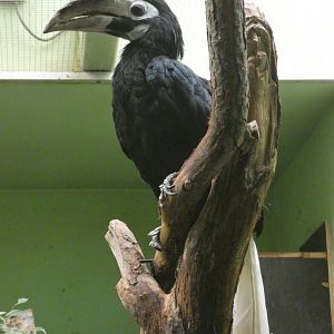 Palawan hornbill