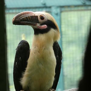 Luzon hornbill