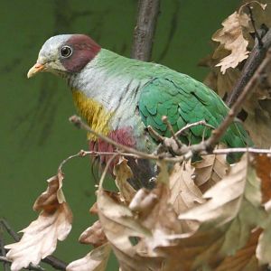 Yellow-breasted fruit-dove